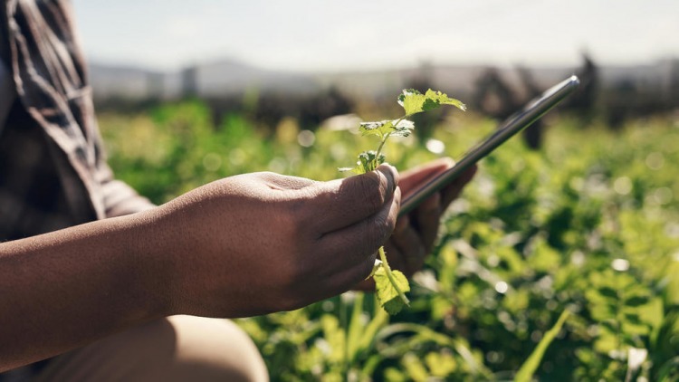 Agritech : la donnée, nouvel engrais de l'agriculture marocaine